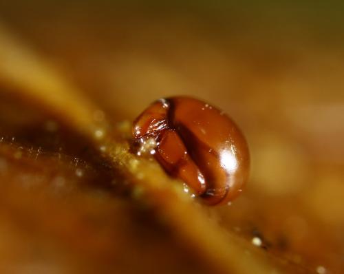Réf. 298 181 : Phthiracarus sp.
